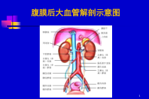 医学课件腹膜后大血管超声