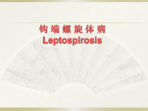 医学课件钩端螺旋体病