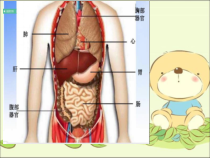 医学课件-呵护我们的身体课件