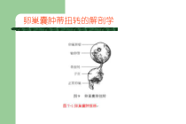 医学课件卵巢囊肿蒂扭转