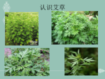 医学课件神奇的艾草专业医学知识宣讲