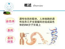 医学课件唐氏综合征讲解