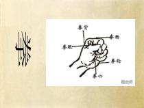 医学课件武术基本手型和基本步型