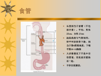 食管异物护理查房ppt课件