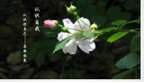3.1《认识自己》PPT课件6-七年级上册道德与法治部编版