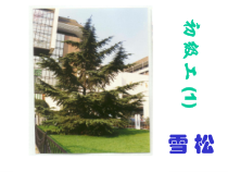 北京市园林绿化工考试要求识别的植物(初级工40种)