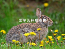 宁夏银北地区常见园林病虫害