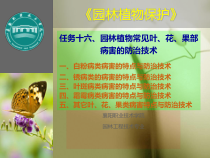 任务十六、园林植物常见叶、花、果部病害的防治技术(6