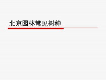 园林常见树种培训课件