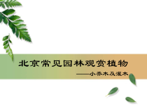 园林常用小乔木及灌木（PPT54页)