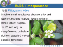 园林树木学被子植物门3
