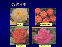园林植物遗传育种学第六章杂种优势的利用