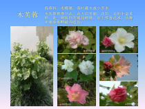 园林植物欣赏