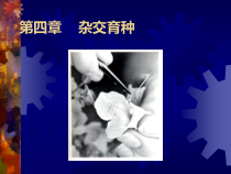 园林植物遗传育种学第四章杂交育种