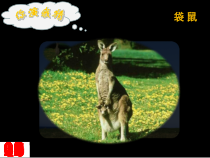 8.4《澳大利亚》PPT课件8-七年级下册地理人教版