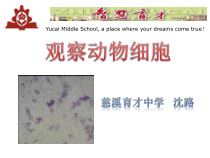 《观察动物细胞》PPT课件-七年级上册科学华师大版