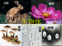 《生物体》PPT课件 (2)-七年级上册科学华师大版