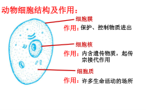 《细胞分裂、生长、分化》PPT课件-七年级上册科学华师大版