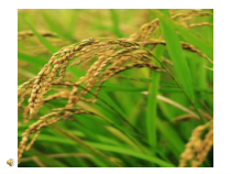 《植物的主要类群》PPT课件1-七年级上册科学华师大版