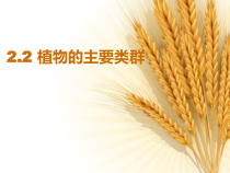 《植物的主要类群-种子植物》PPT课件-七年级上册科学华师大版