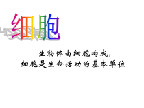 第二节《细胞》PPT课件-七年级上册科学华师大版