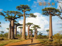 《植物的主要类群》PPT课件2-七年级上册科学华师大版