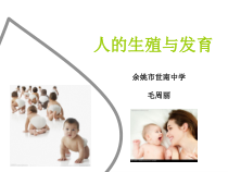 《人的生殖与发育》PPT课件-七年级下册科学华师大版