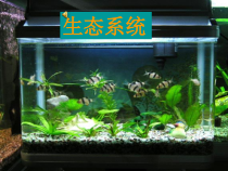 《生态系统》PPT课件2-七年级下册科学华师大版