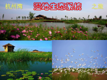 《生态系统的组成》PPT课件-七年级下册科学华师大版