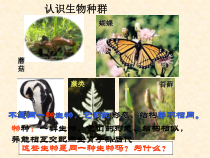 《种群和群落》PPT课件 (3)-七年级下册科学华师大版