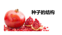 《种子的萌发和幼苗形成》PPT课件-七年级下册科学华师大版