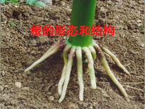 《绿色植物的营养器官》PPT课件-八年级上册科学华师大版