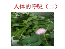《人体的呼吸（二）》PPT课件-八年级上册科学华师大版