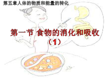 《食物的消化和吸收》PPT课件 (2)-八年级上册科学华师大版