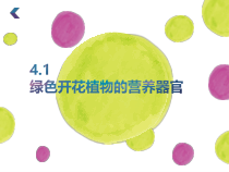 4.1《绿色开花植物的营养器官》PPT课件-八年级上册科学华师大版