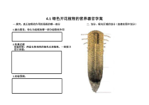 4.1《绿色开花植物的营养器官》学案-八年级上册科学华师大版