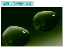 《动物的行为》PPT课件-八年级下册科学华师大版