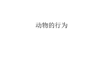 《动物的行为》PPT课件-八年级下册科学华师大版