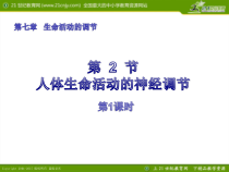 《人体生命活动的神经调节》PPT课件 (3)-八年级下册科学华师大版