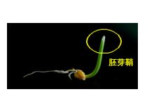 《植物生命活动的调节》PPT课件 (2)-八年级下册科学华师大版