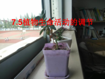《植物生命活动的调节》PPT课件 (3)-八年级下册科学华师大版