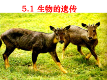 《生物的遗传》PPT课件-九年级下册科学华师大版