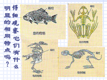 《常见的动物》PPT课件 (2)-七年级上册科学浙教版