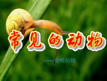 《常见的动物》PPT课件 (9)-七年级上册科学浙教版