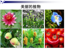 《常见的植物》（第一课时）PPT课件-七年级上册科学浙教版