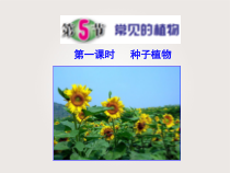 《常见的植物》(第一课时)PPT课件-七年级上册科学浙教版