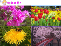 《常见的植物》PPT课件 (5)-七年级上册科学浙教版
