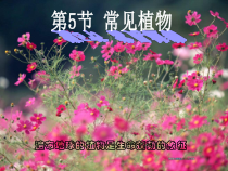 《常见的植物》PPT课件 (7)-七年级上册科学浙教版