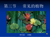 《常见的植物》PPT课件 (3)-七年级上册科学浙教版