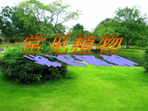 《常见的植物》PPT课件 (8)-七年级上册科学浙教版